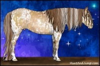 Horse Color:Bay Pearl Sabino  and White Spotted Bay Pearl 