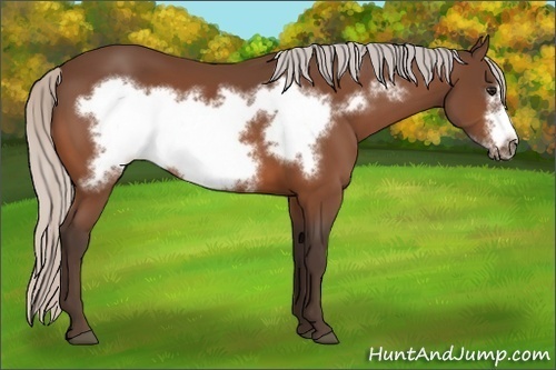 Horse Color:Silver Bay Frame