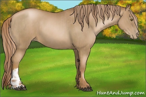 Horse Color:Liver Chestnut Pearl  and Liver Chestnut Pearl 