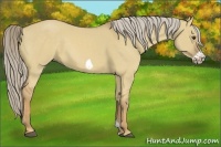 Horse Color:Palomino Dun Frame 