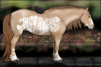 Horse Color:Liver Chestnut Pearl  and Liver Chestnut Pearl Frame 
