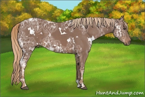 Horse Color:White Spotted Chestnut Ice 