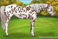 Horse Color:Chestnut Near Leopard 