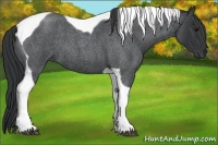 Horse Color:Blue Roan Tobiano 