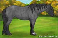 Horse Color:Blue Roan