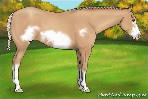 Horse Color:Silver Amber Champagne Frame 