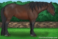 Horse Color:Bay Sabino 