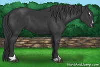 Horse Color:Black Sabino 