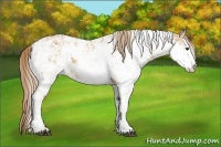 Horse Color:Red Dun Sabino 