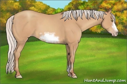Horse Color:Silver Amber Champagne Sabino Frame 