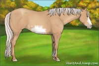 Horse Color:Silver Amber Champagne Sabino Frame 