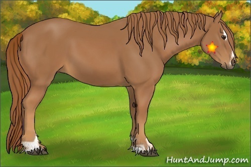 Horse Color:Chestnut Sabino 