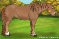 Horse Color:Chestnut Sabino