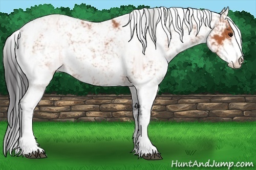 Horse Color:Bay Sabino 