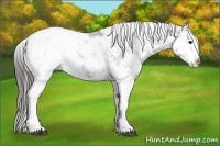 Horse Color:Black Sabino Snowcap