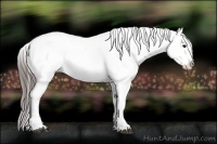Horse Color:Black Sabino Appaloosa 