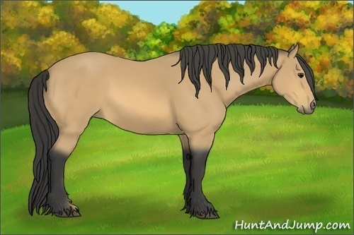 Horse Color:Buckskin Sabino 