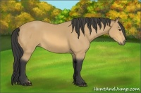 Horse Color:Buckskin Sabino