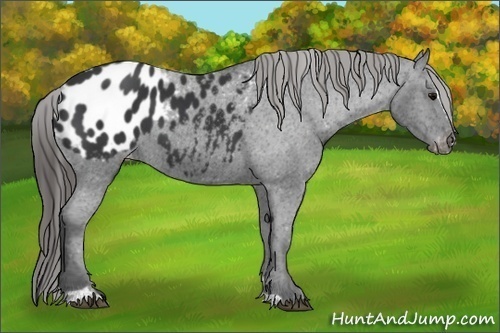 Horse Color:Black Sabino Appaloosa 