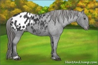 Horse Color:Black Sabino Appaloosa
