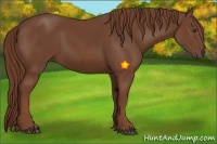 Horse Color:Chestnut Sabino