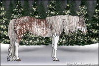 Horse Color:Brown Sabino Rabicano  and Chocolate Silver Brown Sabino Rabicano 