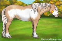 Horse Color:Silver Amber Champagne Sabino Frame 