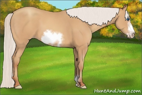 Horse Color:Silver Amber Champagne Sabino Frame 