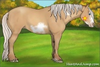 Horse Color:Silver Amber Champagne Sabino Frame