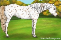Horse Color:Chestnut Sabino Near Leopard 