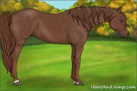 Horse Color:Chestnut Sabino