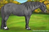 Horse Color:Black Sabino Varnish Rabicano