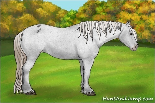 Horse Color:Smoky Black Appaloosa Rabicano 
