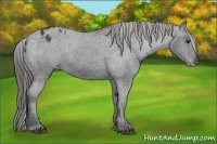 Horse Color:Black Appaloosa Rabicano