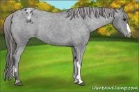 Horse Color:Black Appaloosa Rabicano