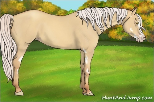 Horse Color:Silver Classic Champagne Dun Splash Frame