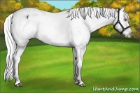Horse Color:Silver Black Chinchilla Appaloosa Rabicano