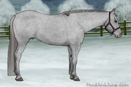 Horse Color:Black Appaloosa Rabicano 