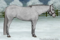 Horse Color:Black Appaloosa Rabicano 