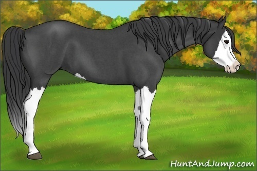 Horse Color:Blue Roan Splash 