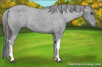 Horse Color:Black Varnish Rabicano
