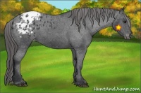 Horse Color:Black Appaloosa Rabicano