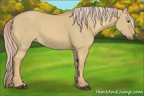 Horse Color:Palomino Dun 