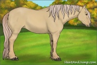 Horse Color:Palomino Dun
