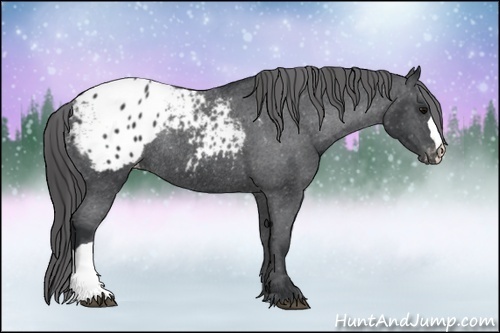 Horse Color:Black Appaloosa Rabicano