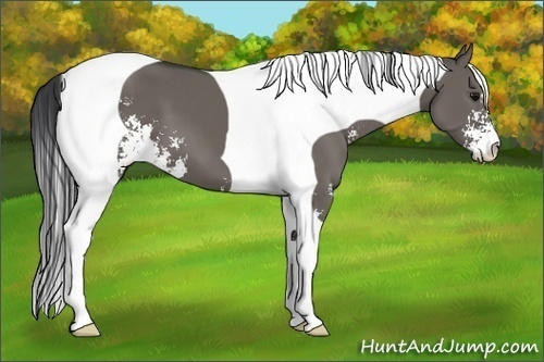 Horse Color:Grullo Sabino Tobiano Frame 