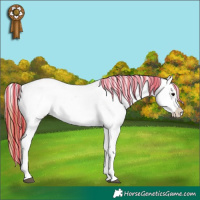 Horse Color:Painted Black Appaloosa Rabicano 