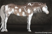 Horse Color:White Spotted Chocolate Silver Black Sabino Splash Rabicano