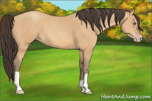 Horse Color:Amber Champagne 