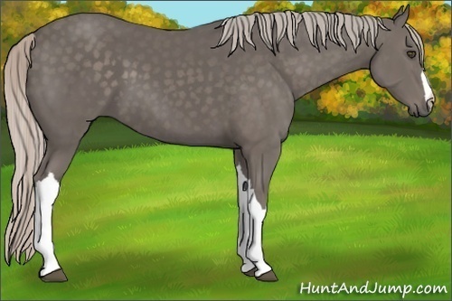 Horse Color:Silver Black 